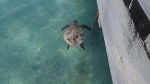 Veligandu 2021 - amazing corals, sharks and turtles
