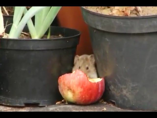 Как избавиться от грызунов смотреть онлайн