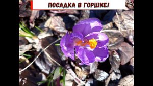 Первоцветы. Крокусы. Посадка в горшке и в открытый грунт.