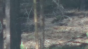 Охота на медведя на приваде 2022. Бабай не пришел