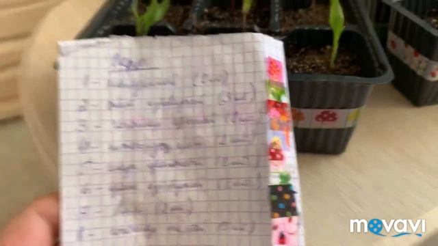 Выращиваем перцы на Южном Урале