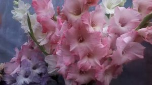 Разнообразие цветов