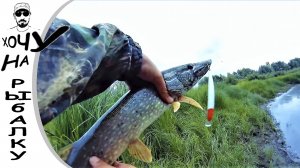 День шнурка. щука на копию Рудры с AliExpress