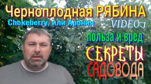 Черноплодная РЯБИНА - Фильм 1. Секреты САДОВОДА. Много Теряете не сажая её!!!