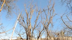 Обрезка сливы.