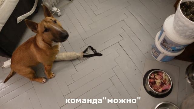 Еда бультерьера. Как минибуль Данчик обычно ужинает.