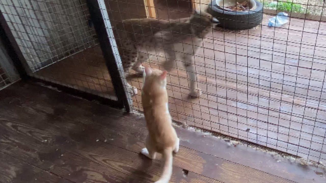 У рыси снова гости! И наглый кот Ирис