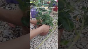 Диплодения гүлү жөнүндө маалымат,эң оңой тамыр алдыруу жолу