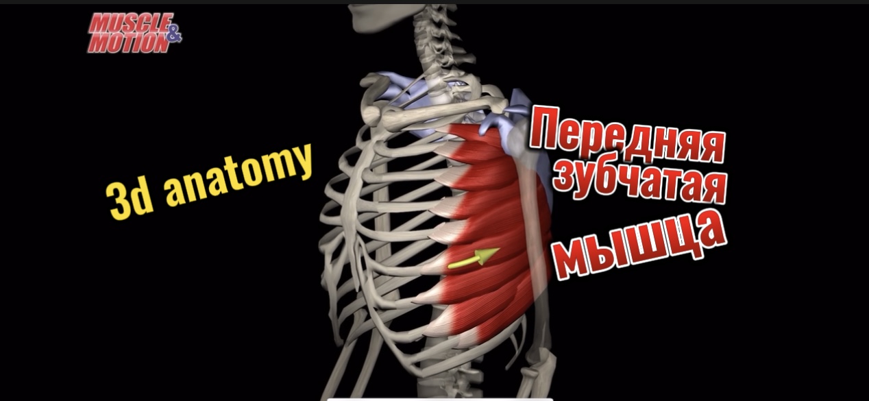 3d anatomy. Передняя зубчатая мышца.