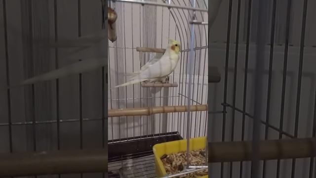 Кореллы, для семьи и детей.