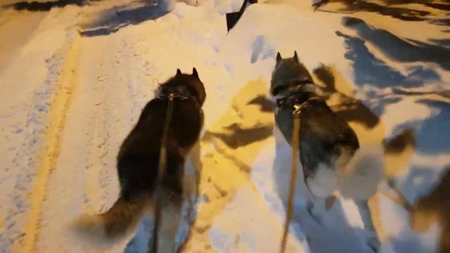 Вечерняя прогулка с хаски..сибирскийхаски челябинск huskyidel