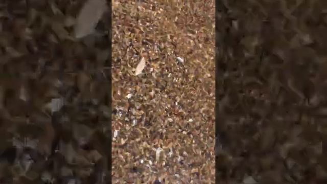 Маленький краб на берегу моря, Украина смотреть онлайн