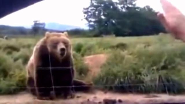 Женщина из машины машет рукой медведю – посмотрите на его неожиданный ответ через секунду смотреть онлайн