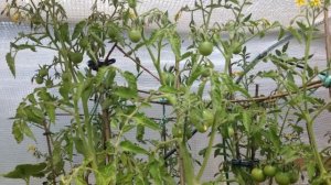 ПОМИДОРЫ В МЕШКАХ. Эксперимент 2015 года. How to grow Tomatoes in Bags.