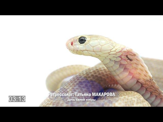 Дочь белой кобры | Фрагмент сеанса регрессии Татьяны Макаровой
