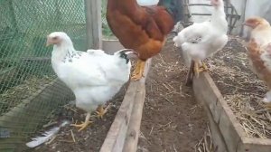 ПОЧЕМУ КУРЫ НЕ НЕСУТСЯ В 6 МЕСЯЦЕВ?))ЯЙЦЕНОСКОСТЬ КУР///КУРЫ)