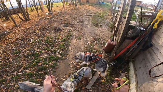 ХАСКИ VLOG ? СНАРЯЖЕНИЕ ДЛЯ ЗАНЯТИЙ СПОРТОМ , Каникросс , Байк-джоринг 2 ая часть