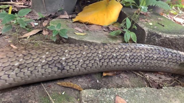 Oracle the King Cobra смотреть онлайн