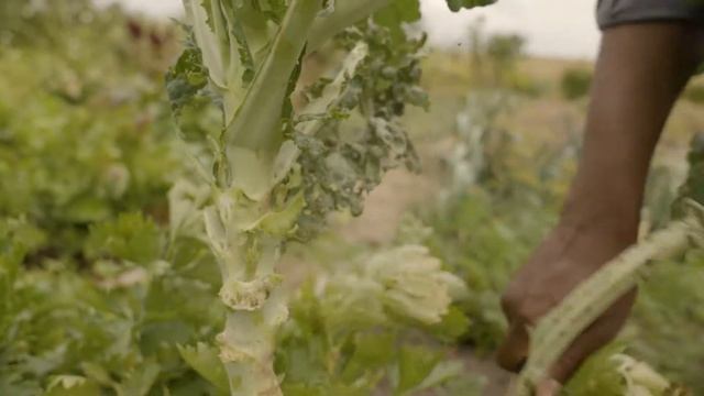 Fiskars X-series™ Harvesting Knife K82 смотреть онлайн