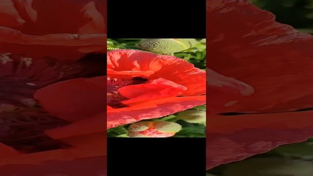Красные маки