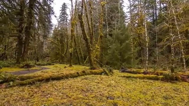 Коран Успокаивающий Душу чтец Омар Хишам смотреть онлайн