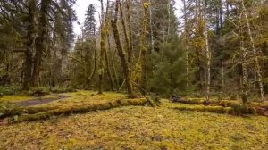 Коран Успокаивающий Душу чтец Омар Хишам