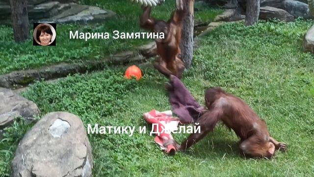 Семья борнейских орангутанов в Московском зоопарке.