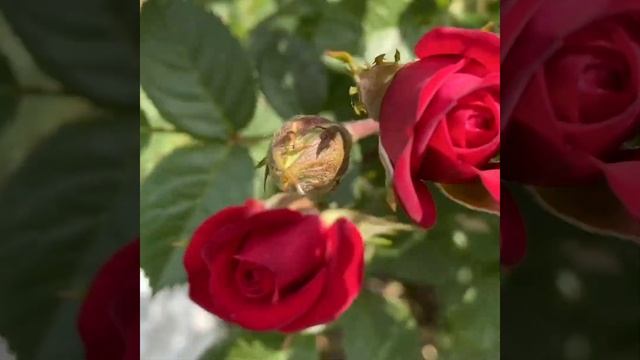 Hybrid Tea Roses / Ingrid Bergman #Shorts смотреть онлайн