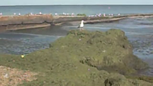 море агар-агар смотреть онлайн