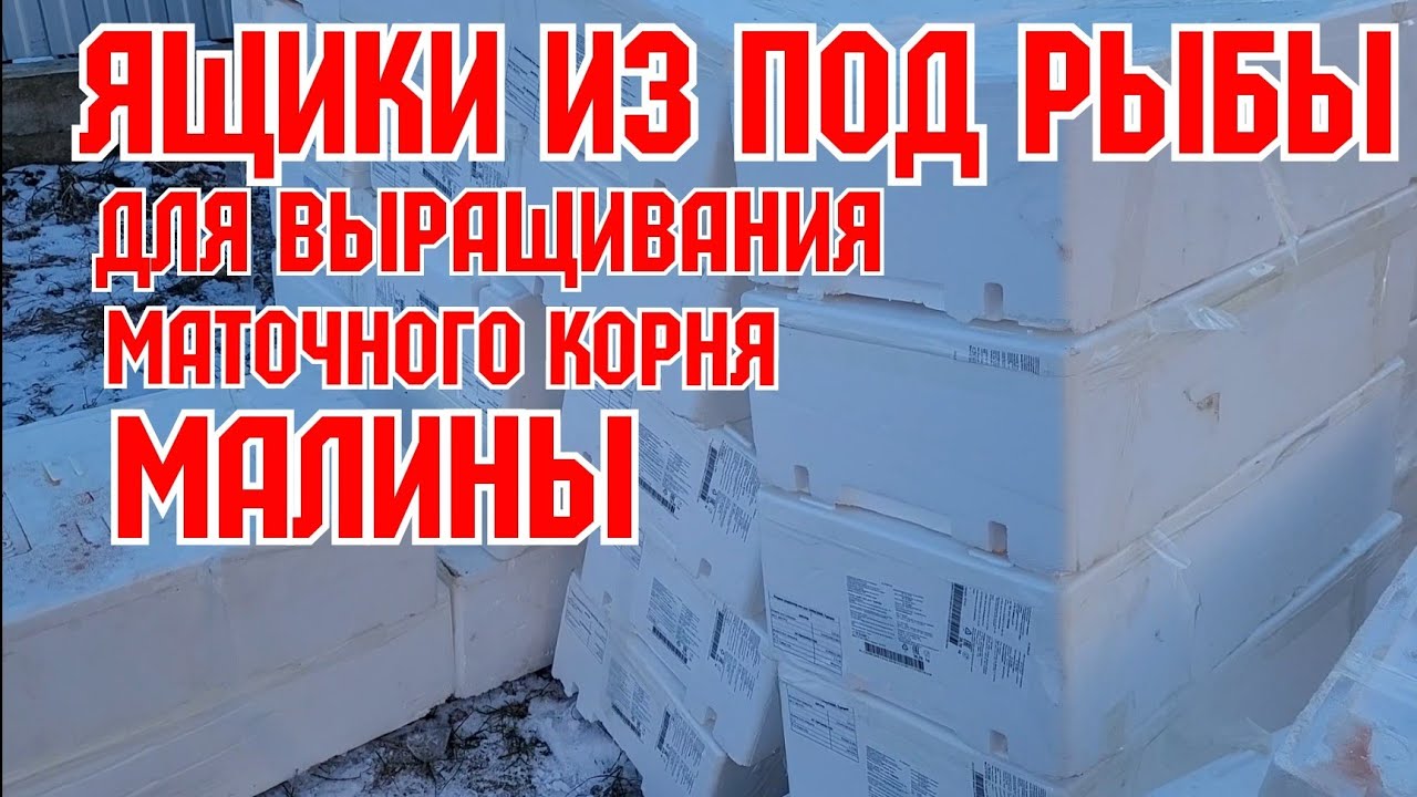 Ящики из под рыбы, для выращивания саженцев! смотреть онлайн