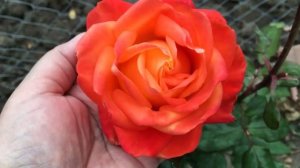 Кто знает название этой розы? Ищу имя этой оранжевой розы красавицы!