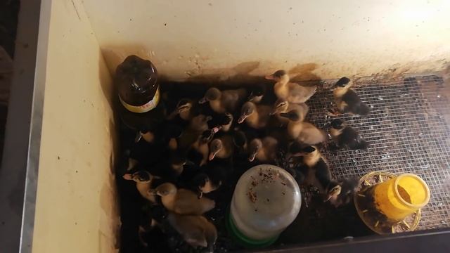 Выращивание Башкирской утки и Утки Голубой фаворит с первого дня смотреть онлайн