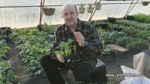 Помидоры с картофельным как у перца, и морковным типом листа Оптимальный размер горшочка для рассад