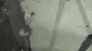 Как мыть аквариум (для черепах)