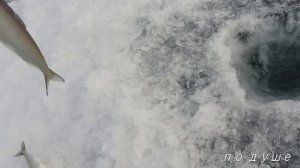 Рыбалка на глубинного омуля!!! Вот это клёв! Гнёт удочки!!!