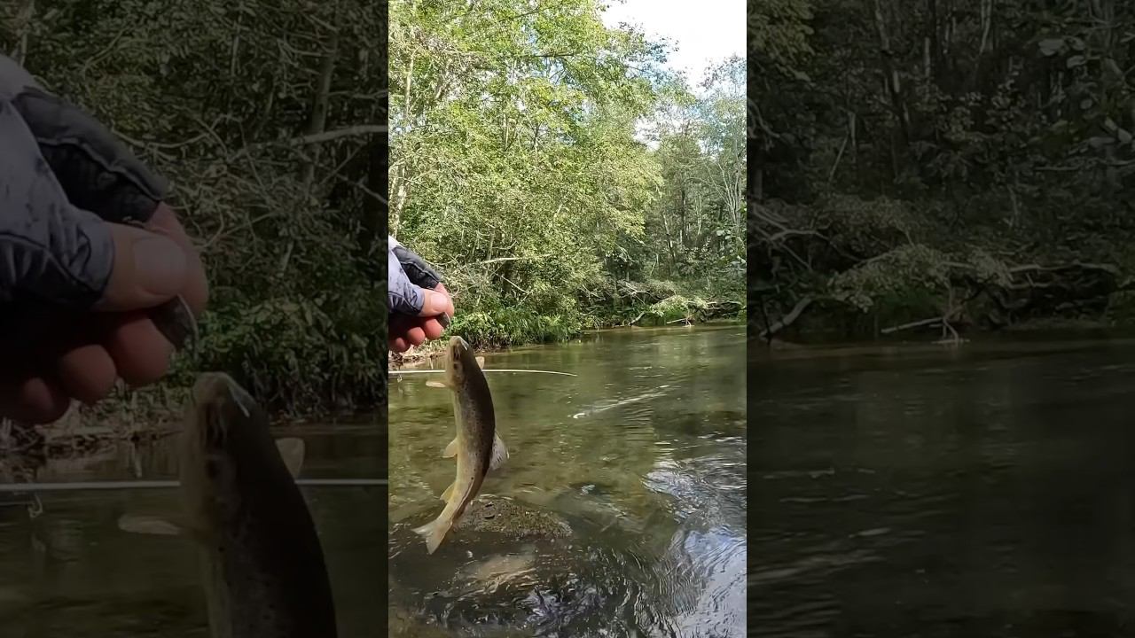 Дуплет форели! #форель #trout #troutfishing #fishing #ловляфорели #рыбалка #shorts #рыба