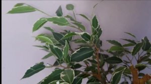 Обрезка фикуса Бенджамина