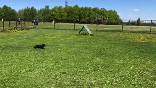 Сонриза Фелис Ула Ми Тесоро сдача испытаний по ОКД (часть 1) смотреть онлайн