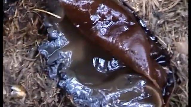 Грибы Молодильные Саркосома шаровидная (Sarcosoma globosum) в разрезе.