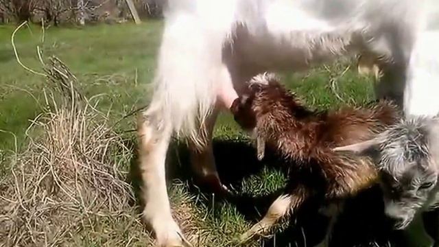Козы и козлята. Не ждали! Подарок от Сони. Goats. Giving birth. смотреть онлайн