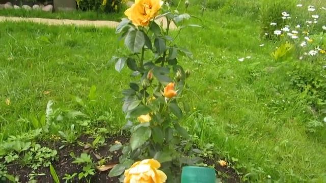 Роза Аллголд. Роза или шиповник. Найди отличия. смотреть онлайн