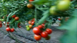 Уборка Томата 14. 06.  2017 г.