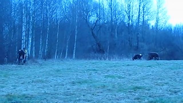 Вольное содержание свиней. смотреть онлайн