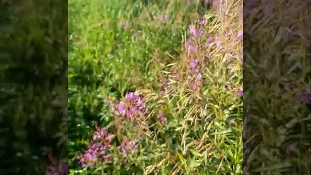 Болтливая старуха. Русская народная сказка
