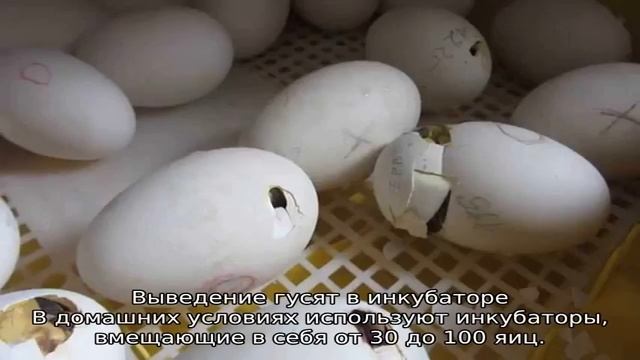 Инкубация гусиных яиц в домашних условиях