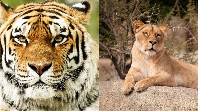 ТОП 5 ИНТЕРЕСНЫХ ГИБРИДОВ ИЗ МИРА ЖИВОТНЫХ смотреть онлайн