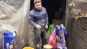 Корм для свиней. СТАРТ 10-25 кг. Тестируем БМВД Калинка. Свиноводство.