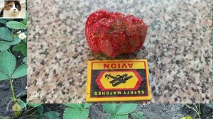 Как правильно сажать ремонтантную клубнику усами летом