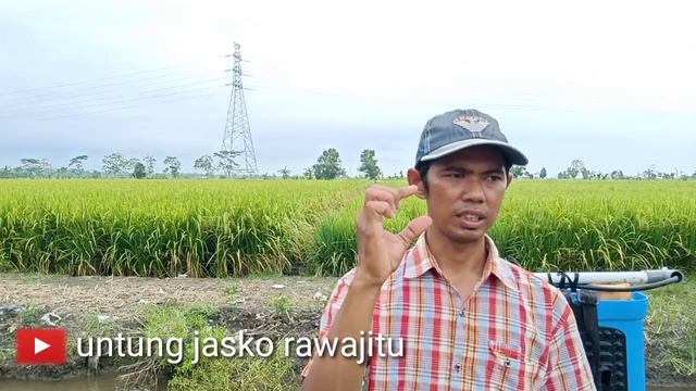 JAMUR USTILAGO || jamor oncom part 01 смотреть онлайн