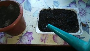 Как выростить малину из семян